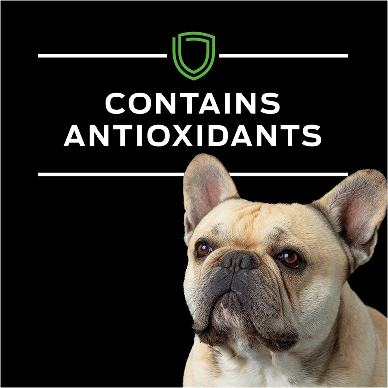canine-ha-fb4.png