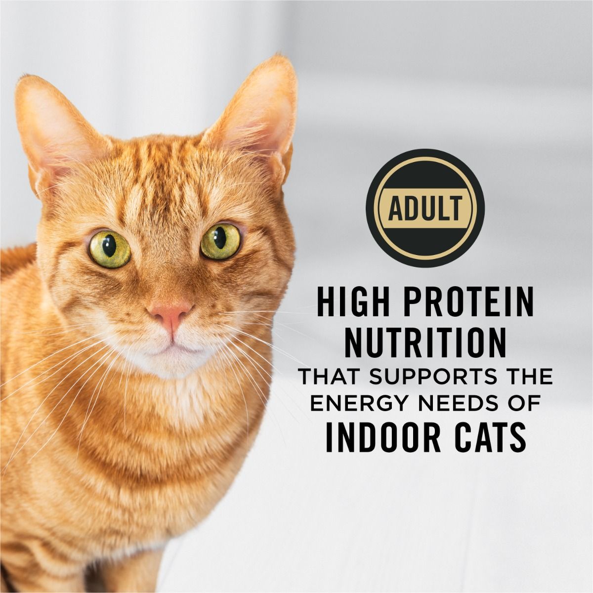 purina-pro-plan-indoor-adult-chicken-dry-cat-food-high-protein.jpg